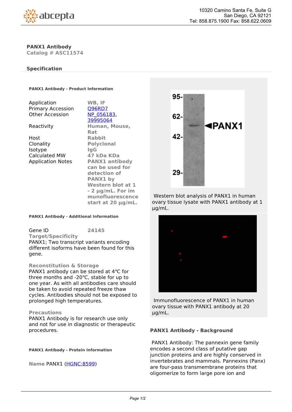 PANX1 Antibody Catalog # ASC11574