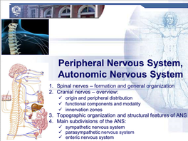 Peripheral Nervous System, Autonomic Nervous System 1