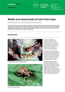 Beetle and Weevil Pests of Cane Fruit Crops