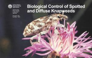 Biological Control of Diffuse and Spotted Knapweed