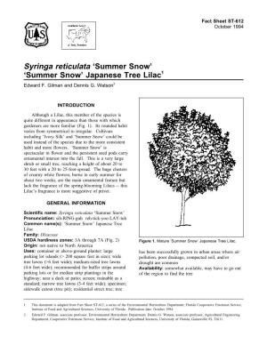 Syringa Reticulata 'Summer Snow' 'Summer Snow' Japanese Tree Lilac