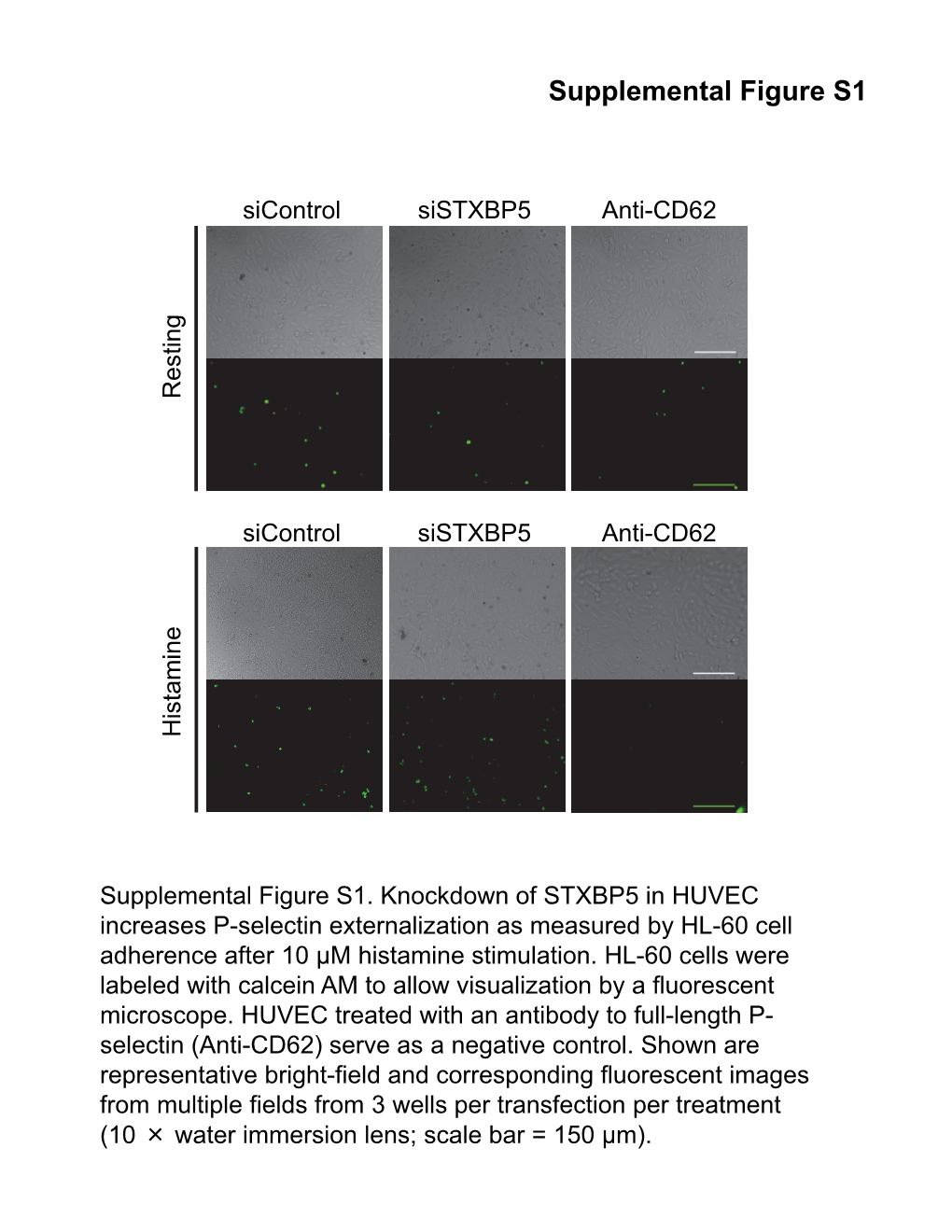 Supplemental Figure S1