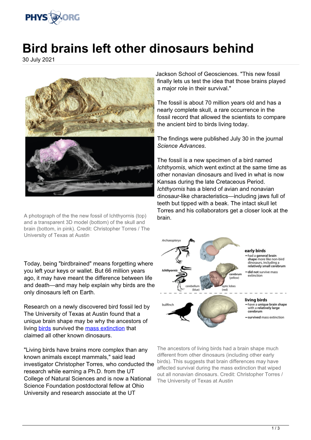 Bird Brains Left Other Dinosaurs Behind 30 July 2021