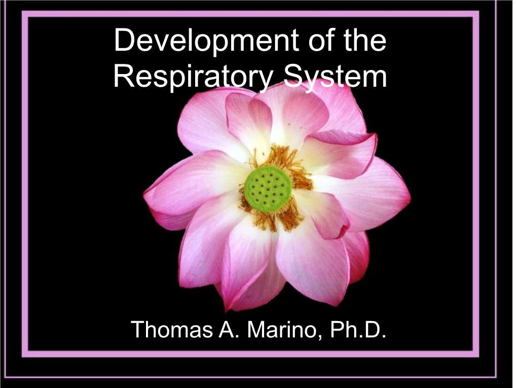 7 Development of Respiratory System and Body Cavities