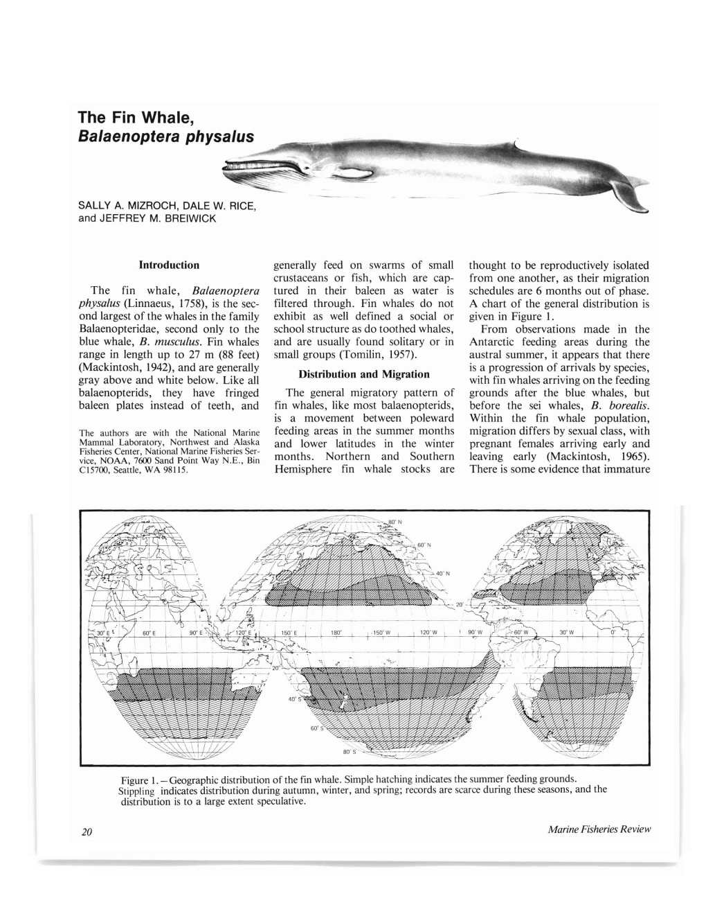 The Fin Whale, Balaenoptera Physalus