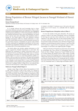 Rising Population of Bronze Winged Jacana in Naregal Wetland Of