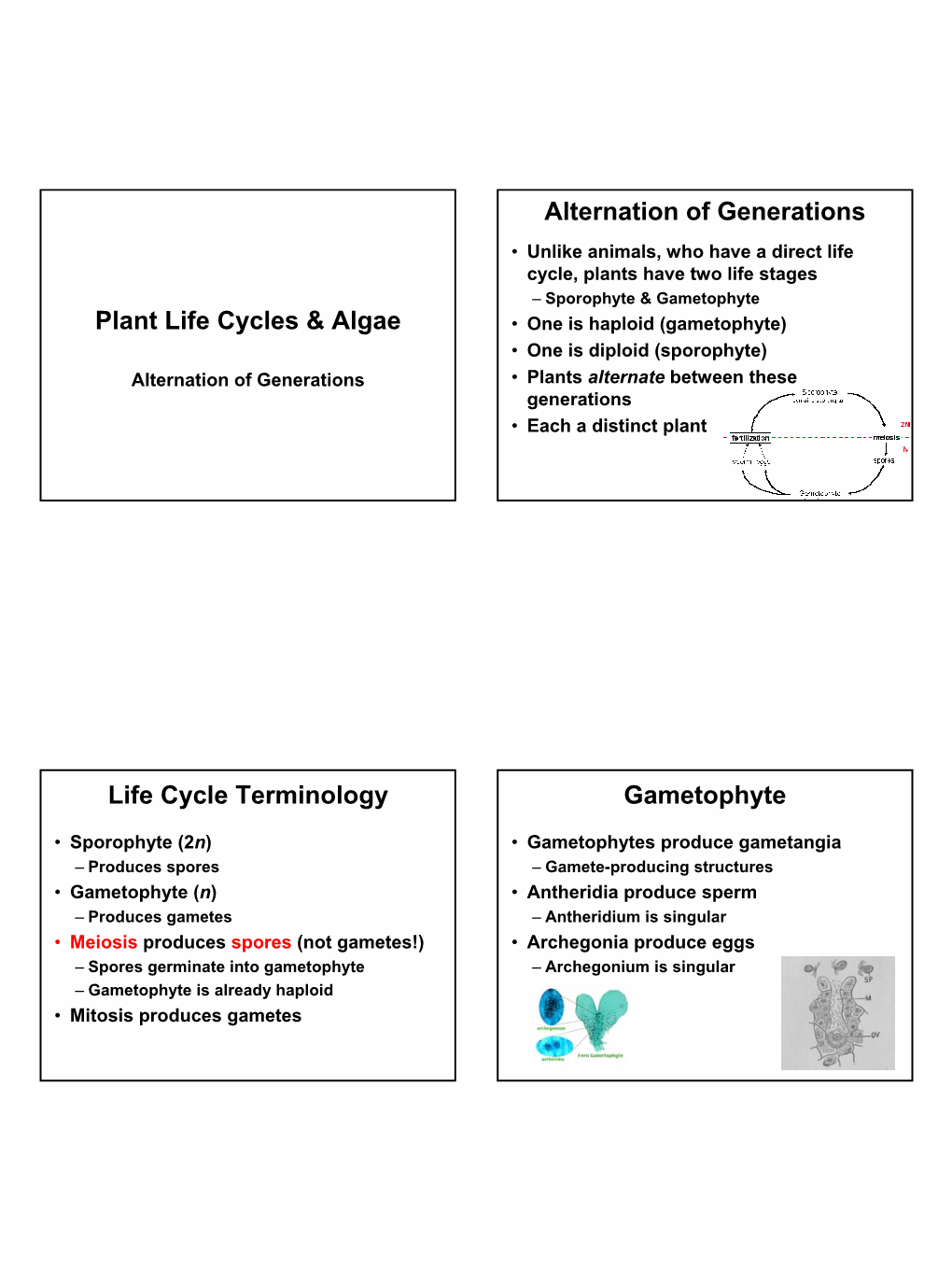 Plant Life Cycles And Algae Alternation Of Generations Life Cycle Docslib 2754