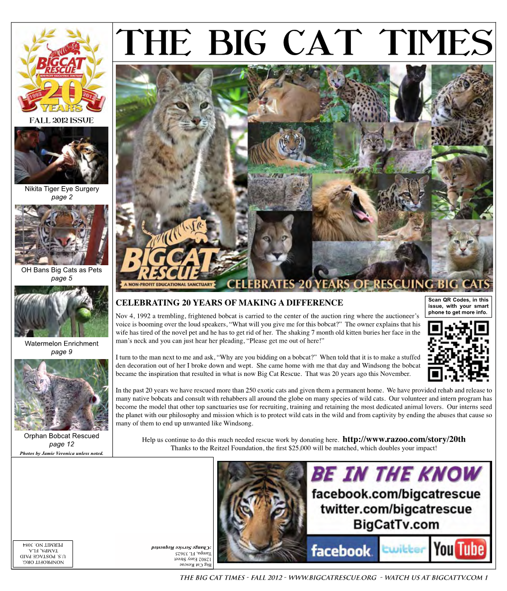 The Big Cat Times