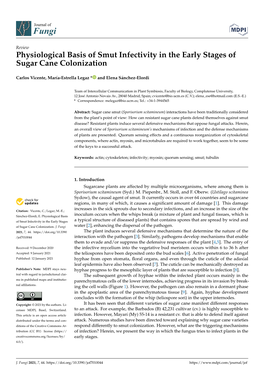 Physiological Basis of Smut Infectivity in the Early Stages of Sugar Cane Colonization