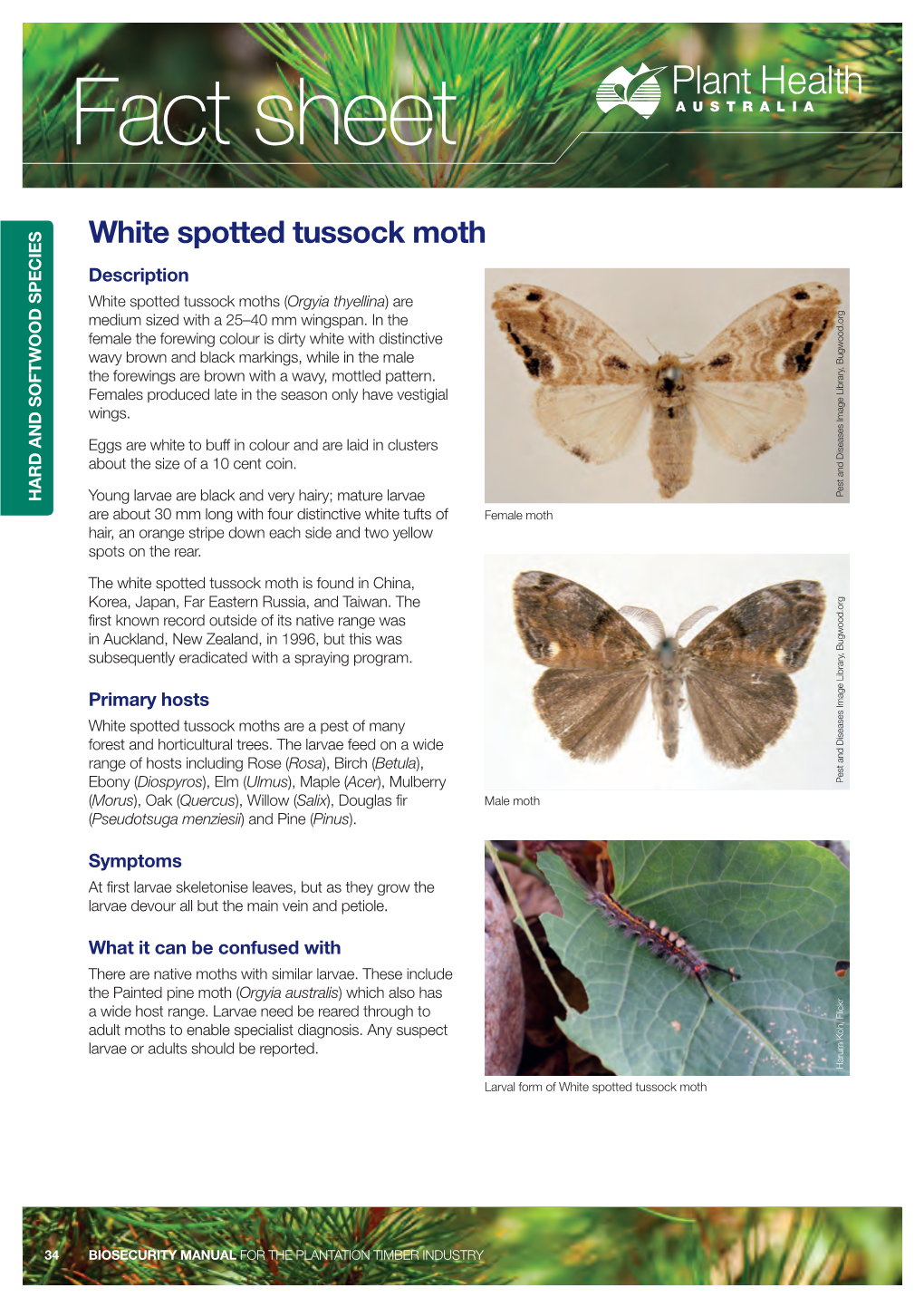 White Spotted Tussock Moth Description White Spotted Tussock Moths (Orgyia Thyellina) Are Medium Sized with a 25–40 Mm Wingspan