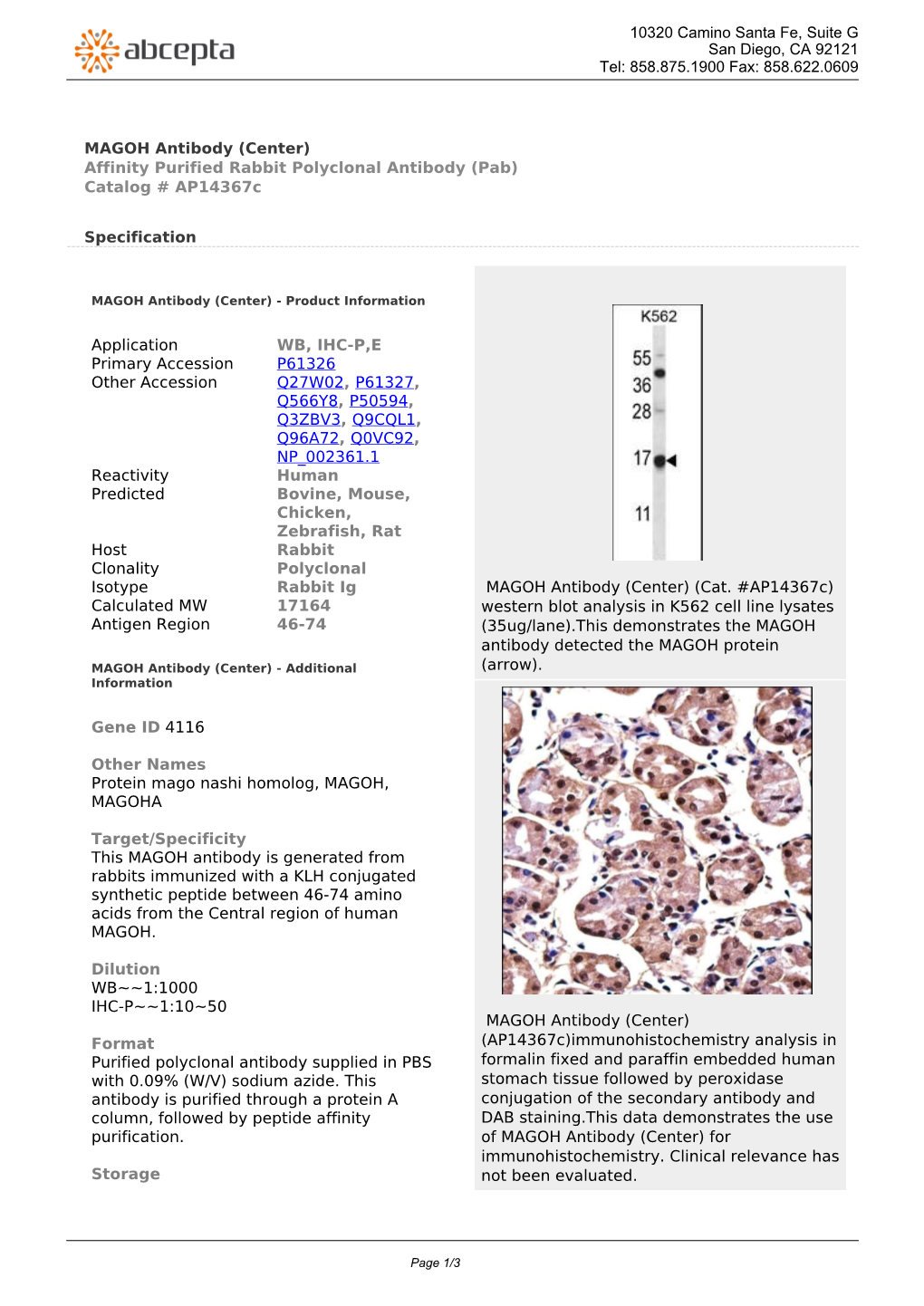 MAGOH Antibody (Center) Affinity Purified Rabbit Polyclonal Antibody (Pab) Catalog # Ap14367c