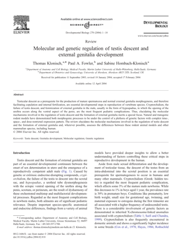 Molecular and Genetic Regulation of Testis Descent and External Genitalia Development