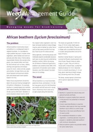 African Boxthorn (Lycium Ferocissimum)