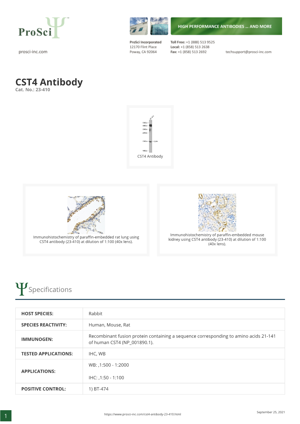 CST4 Antibody Cat