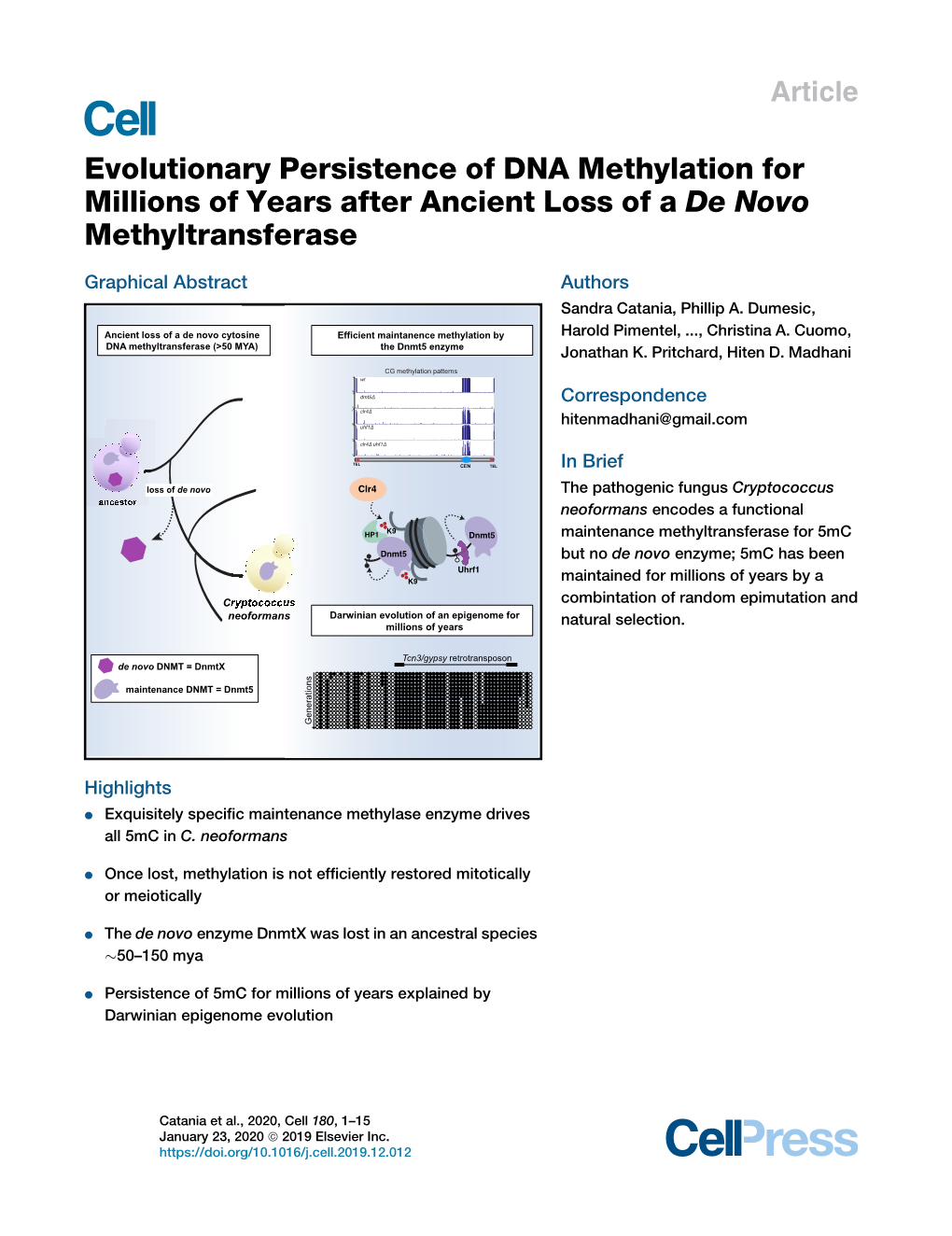 Evolutionary Persistence of DNA Methylation for Millions of Years After Ancient Loss of a De Novo Methyltransferase