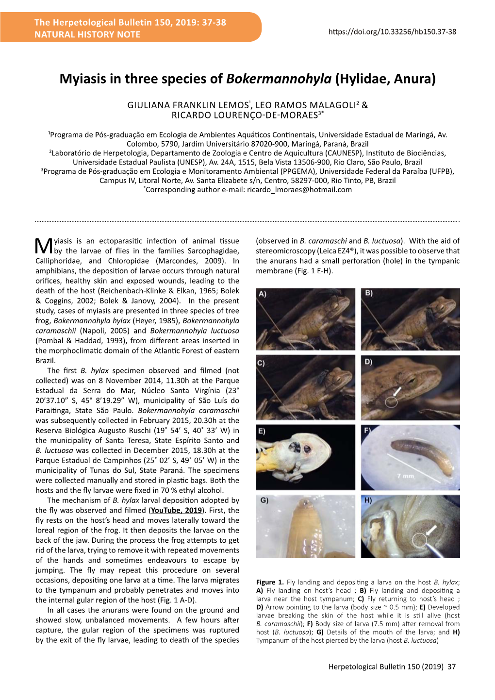 Myiasis in Three Species of Bokermannohyla (Hylidae, Anura)