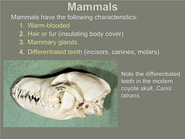 Even-Toed Ungulates