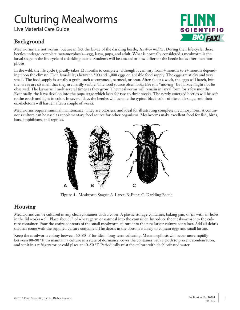 Culturing Mealworms