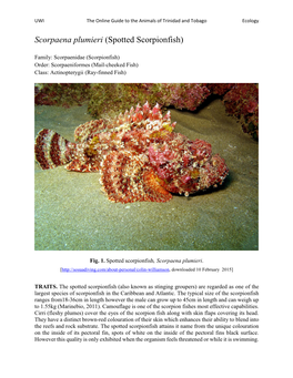 Spotted Scorpionfish)