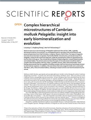 Complex Hierarchical Microstructures of Cambrian Mollusk Pelagiella