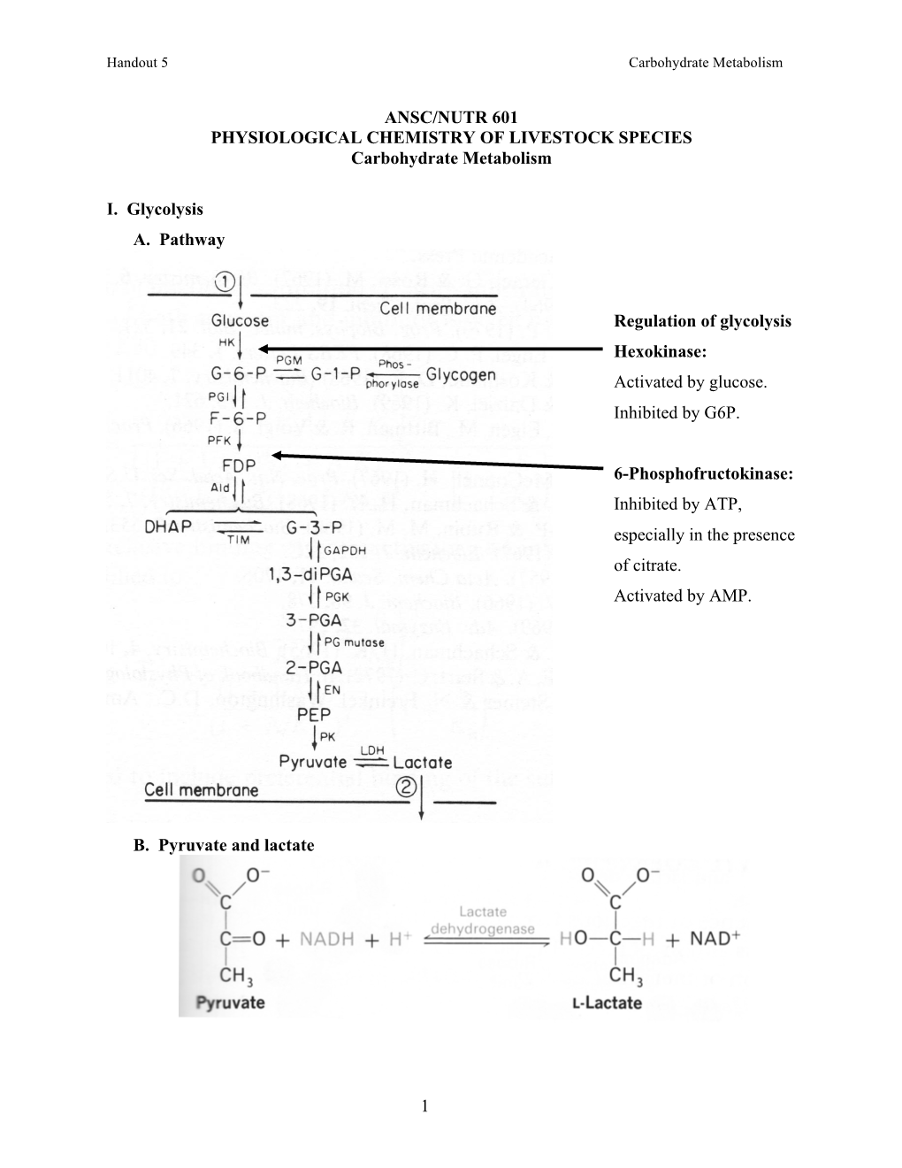 Handout 5 Carbohydrate Metabolism