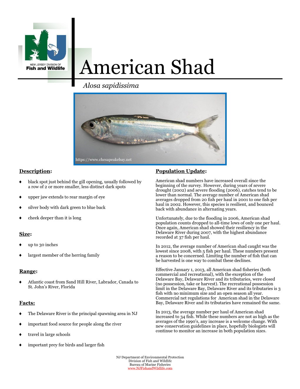 American Shad Alosa Sapidissima