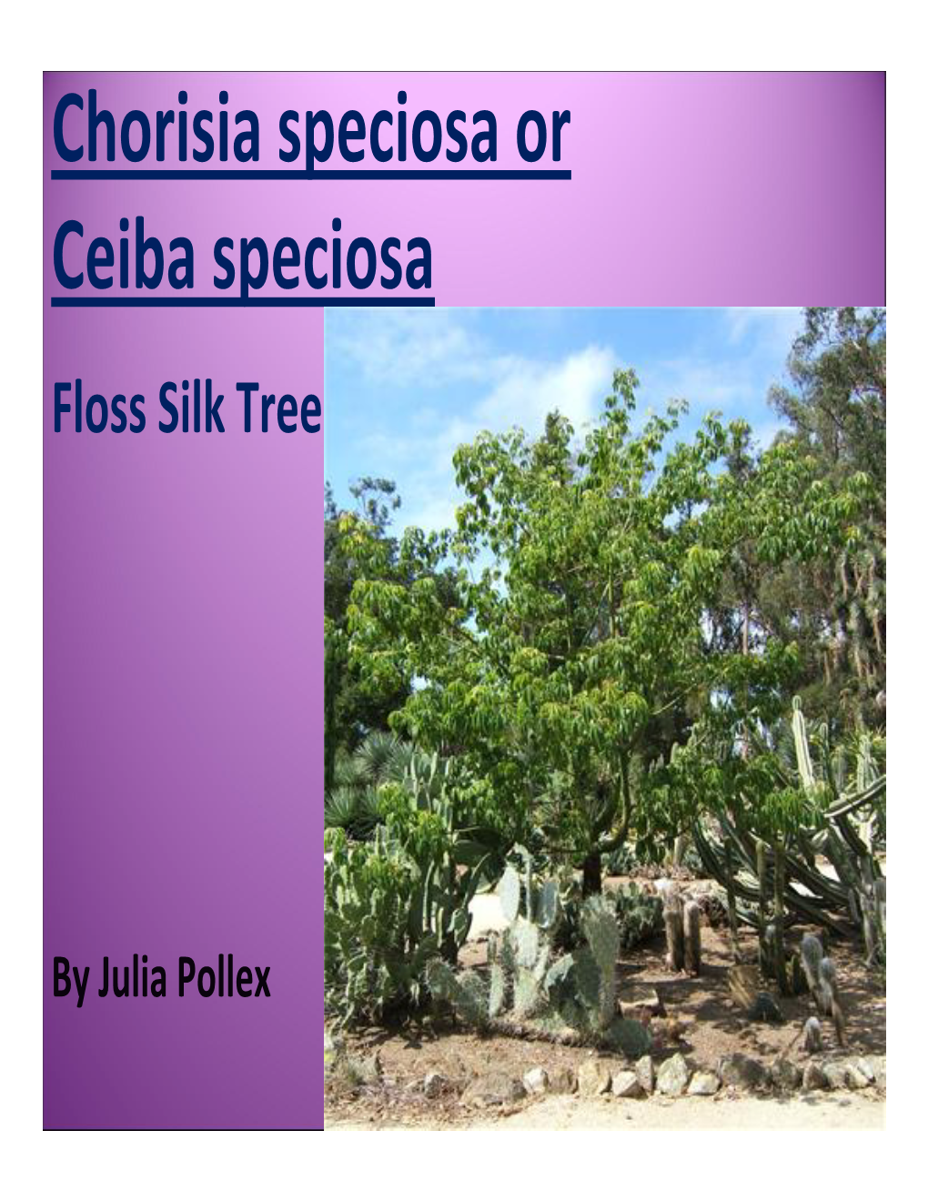 Chorisia Speciosa Or Ceiba Speciosa Floss Silk Tree