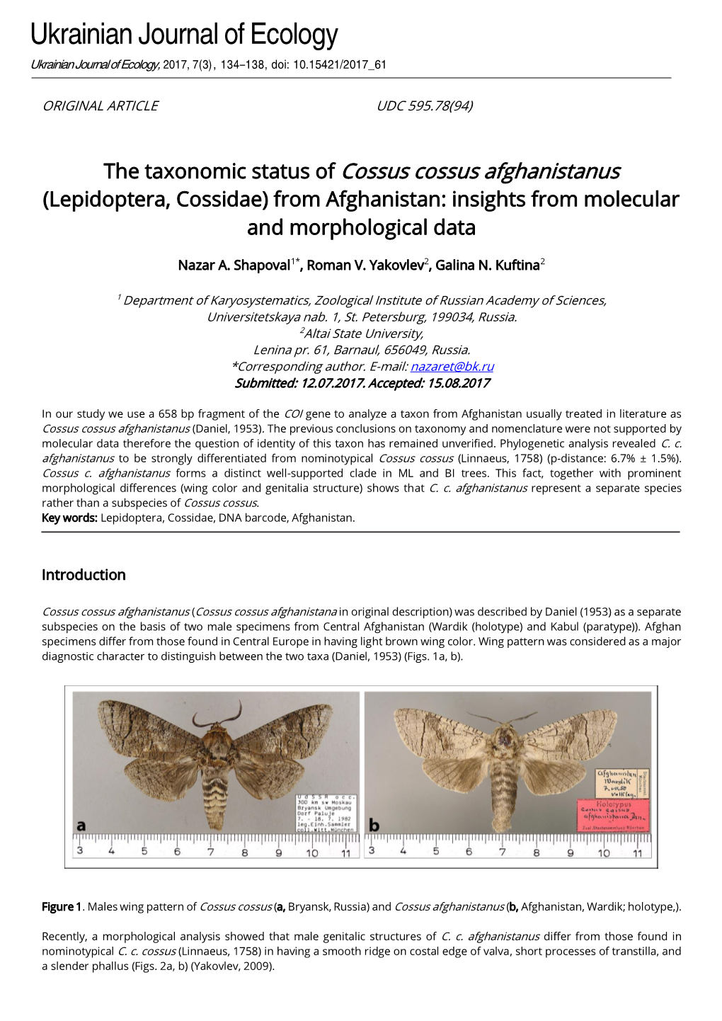 The Taxonomic Status of Cossus Cossus Afghanistanus (Lepidoptera, Cossidae) from Afghanistan: Insights from Molecular and Morphological Data
