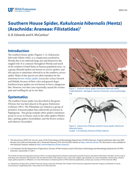 Southern House Spider, Kukulcania Hibernalis (Hentz) (Arachnida: Araneae: Filistatidae)1 G