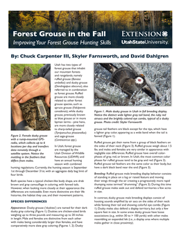 Forest Grouse in the Fall Improving Your Forest Grouse Hunting Skills