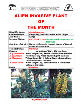 Alien Invasive Plant of the Month