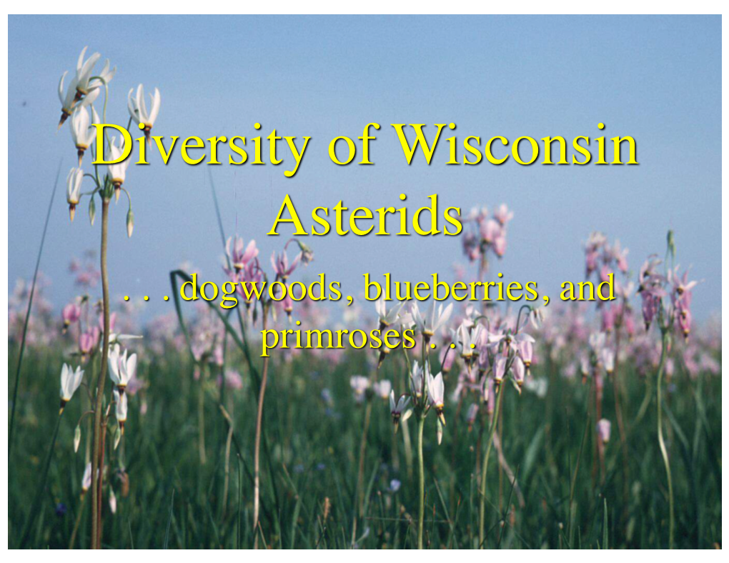 Diversity of Wisconsin Asterids