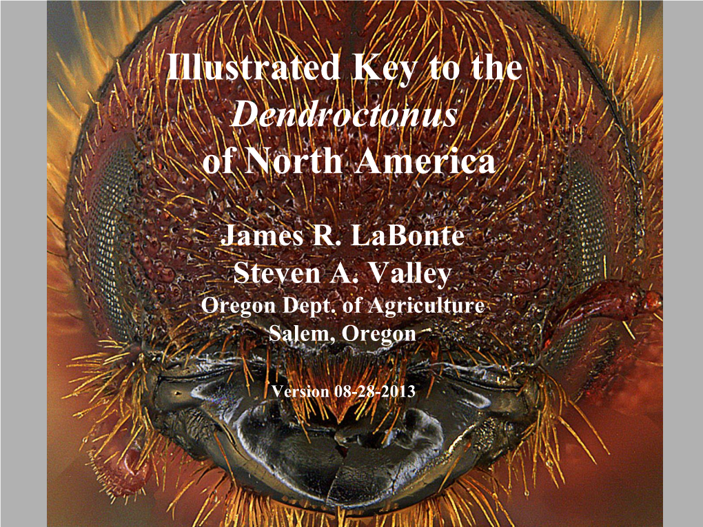 Illustrated Key to the Dendroctonus of North America