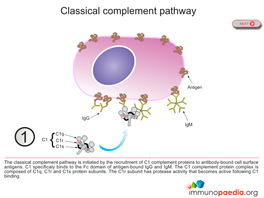 Classical Complement Pathway