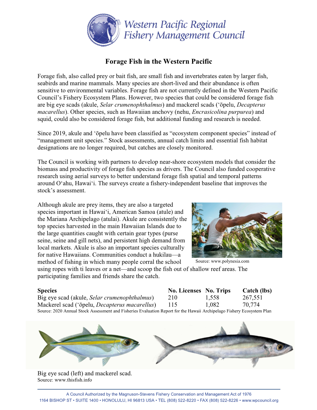 Forage Fish in the Western Pacific
