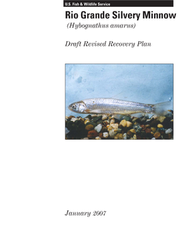 Draft Revised Recovery Plan for the Rio Grande Silvery Minnow