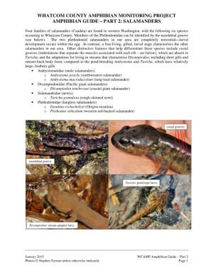 WCAMP Amphibian Guide – Part 2 Photos © Stephen Nyman Unless Otherwise Indicated Page 1 Here Are Terrestrial Forms of the Four Aquatic-Breeding Species