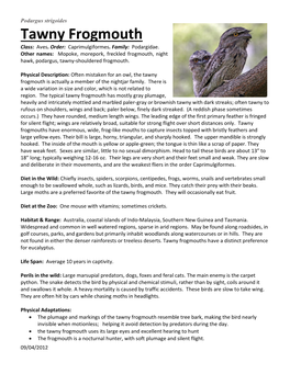 Tawny Frogmouth Class: Aves