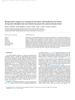 Mitogenomics Supports an Unexpected Taxonomic Relationship for the Extinct Diving Duck Chendytes Lawi and Deﬁnitively Places the Extinct Labrador Duck ⁎ Janet C