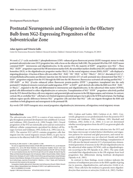 Postnatal Neurogenesis and Gliogenesis in the Olfactory Bulb from NG2-Expressing Progenitors of the Subventricular Zone