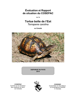 Tortue Tabatière,Terrapene Carolina