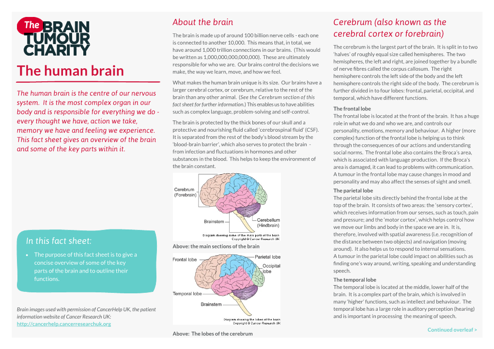 A Guide to the Human Brain