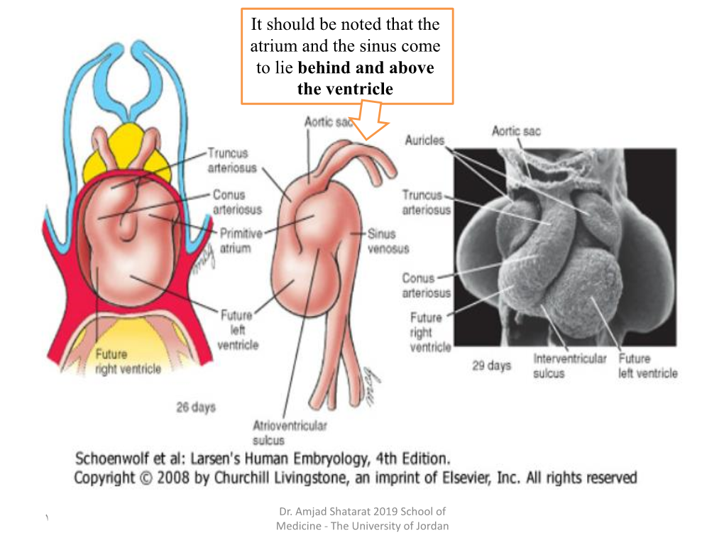 Embryo B Septation of the Atria and Ventricles