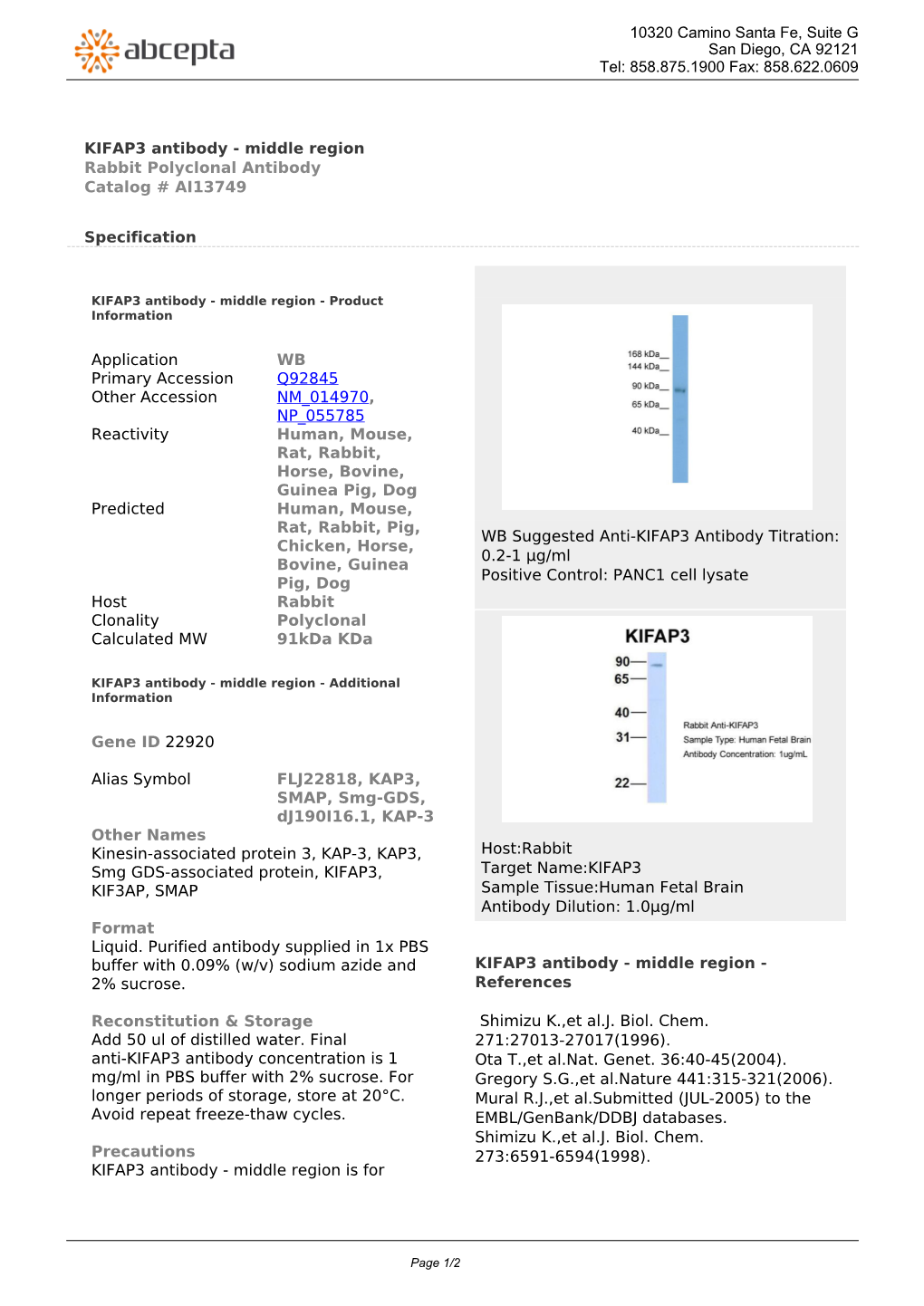 KIFAP3 Antibody - Middle Region Rabbit Polyclonal Antibody Catalog # AI13749