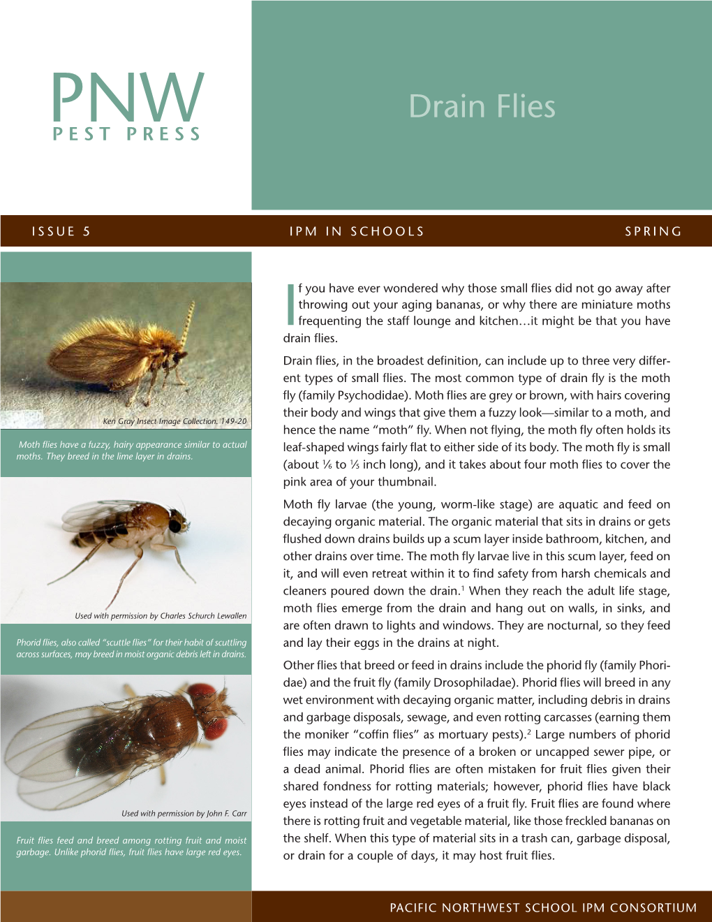 Drain Flies PEST PRESS