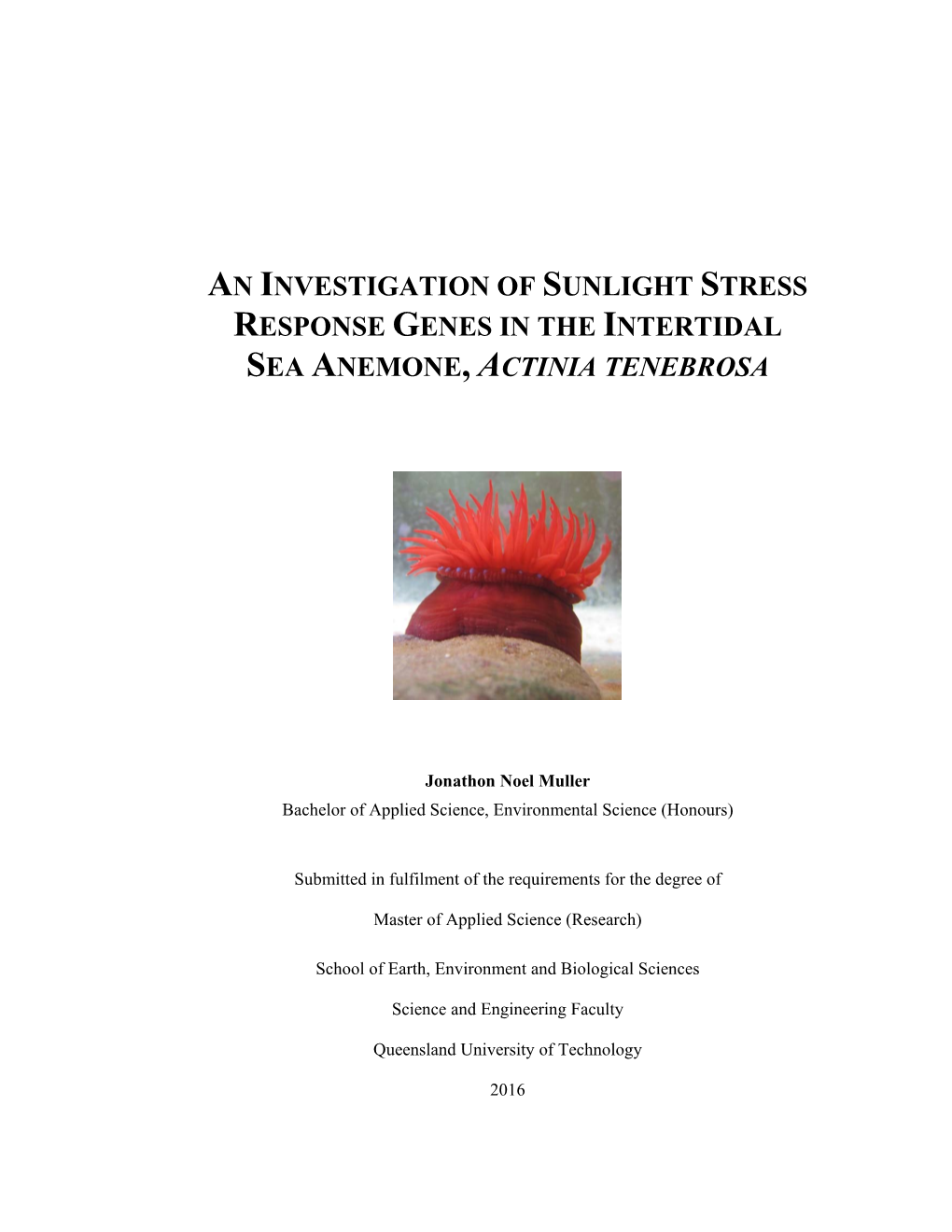 An Investigation of Sunlight Stress Response Genes in the Intertidal Sea Anemone, Actinia Tenebrosa