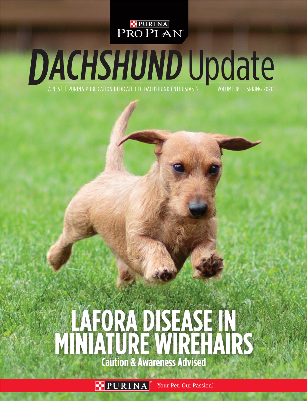 Lafora Disease in Miniature Wirehairs