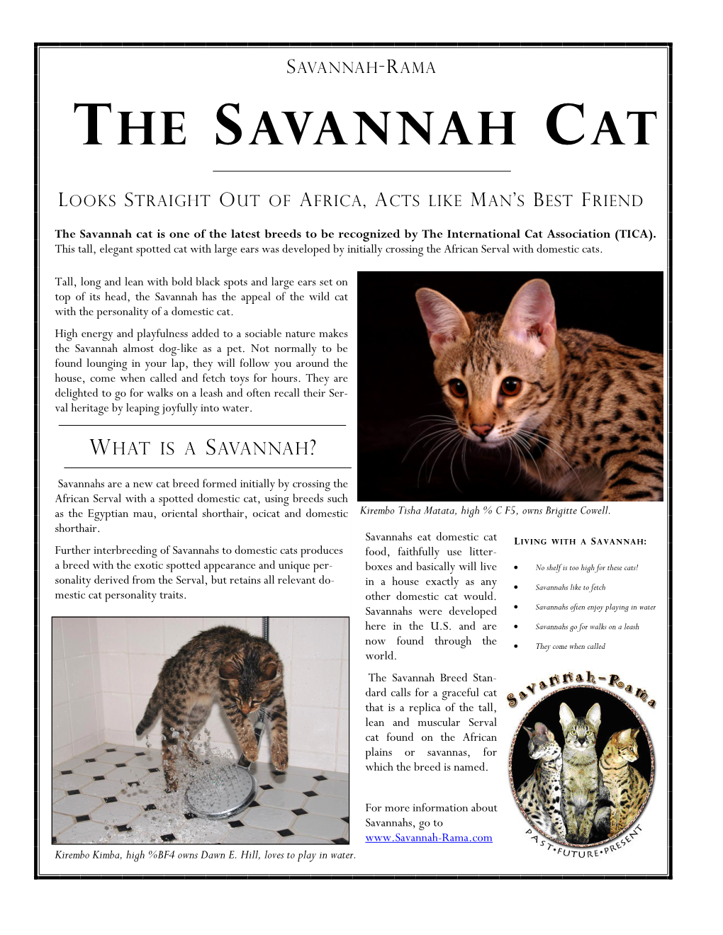 The Savannah Cat Is One of the Latest Breeds to Be Recognized by the International Cat Association (TICA)