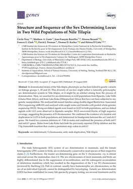 Structure and Sequence of the Sex Determining Locus in Two Wild Populations of Nile Tilapia