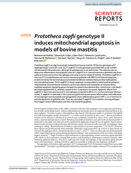 Prototheca Zopfii Genotype II Induces Mitochondrial Apoptosis in Models